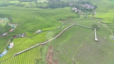 4K görüntüler güzel desenli çay tarlalarının havadan görüntüsü. Doğal manzara görüntüsü konsepti. yeşillik alanı.