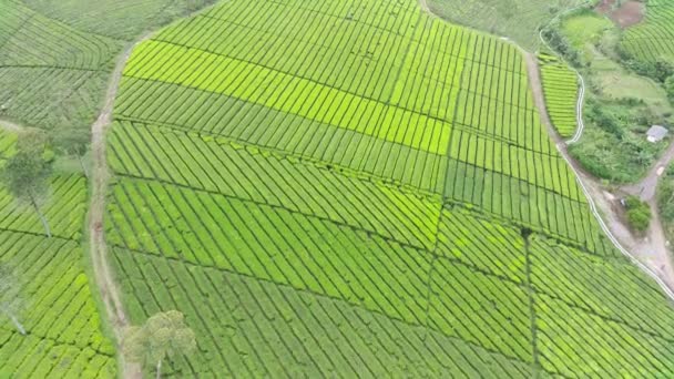 4K映像美しい模様の茶畑の空中風景 自然の風景映像のコンセプト 緑のエリア — ストック動画
