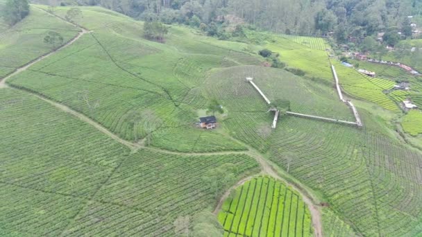 Footage Aerial View Beautifully Patterned Tea Fields Natural Landscape Footage — Stock Video