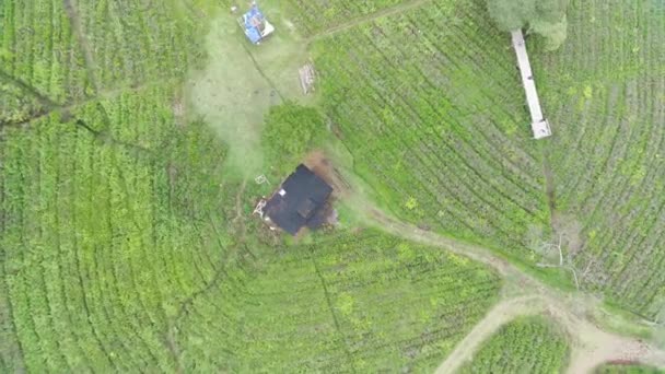 Film Flygfoto Över Vackert Mönstrade Tefält Koncept För Naturbilder Grönområde — Stockvideo