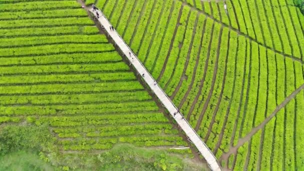 Beeldmateriaal Luchtfoto Van Prachtig Gepatenteerde Theevelden Natuurlijke Landschapsbeelden Concept Groen — Stockvideo