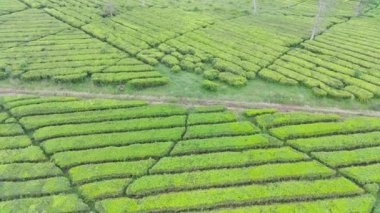 4K görüntüler güzel desenli çay tarlalarının havadan görüntüsü. Doğal manzara görüntüsü konsepti. yeşillik alanı.