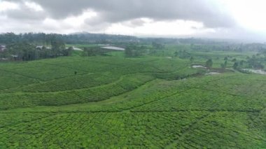 4K görüntüler güzel desenli çay tarlalarının havadan görüntüsü. Doğal manzara görüntüsü konsepti.