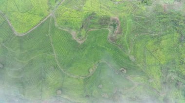 4K görüntüsü sisli bir sabahta çay tarlalarının havadan görüntüsü. Doğal manzara görüntüsü konsepti.