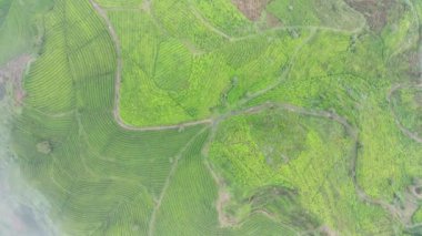 4K görüntüsü sisli bir sabahta çay tarlalarının havadan görüntüsü. Doğal manzara görüntüsü konsepti.