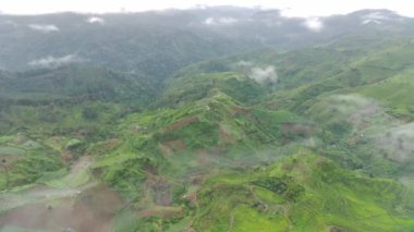 4K görüntüsü sisli bir sabahta çay tarlalarının havadan görüntüsü. Doğal manzara görüntüsü konsepti.