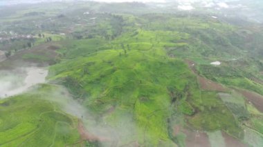 4K görüntüsü sisli bir sabahta çay tarlalarının havadan görüntüsü. Doğal manzara görüntüsü konsepti.