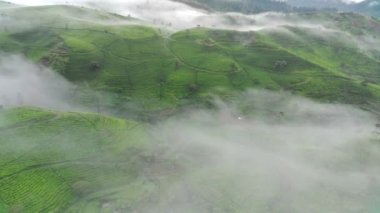 4K görüntüsü sisli bir sabahta çay tarlalarının havadan görüntüsü. Doğal manzara görüntüsü konsepti.