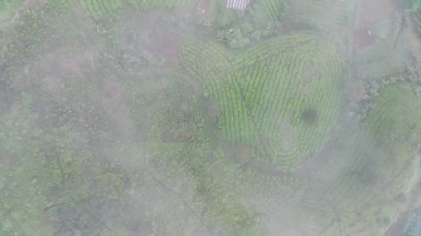 在一个雾蒙蒙的早晨 空中俯瞰茶田4K镜头 自然景观镜头概念 — 图库视频影像
