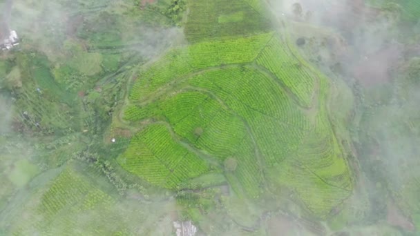 Beelden Luchtfoto Van Theevelden Een Mistige Ochtend Natuurlijke Landschapsbeelden Concept — Stockvideo