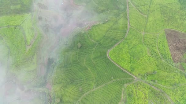 Footage Aerial View Tea Fields Foggy Morning Natural Landscape Footage — Stock Video