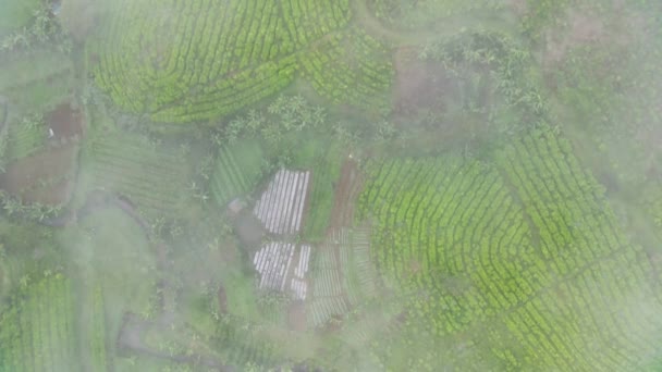 在一个雾蒙蒙的早晨 空中俯瞰茶田4K镜头 自然景观镜头概念 — 图库视频影像