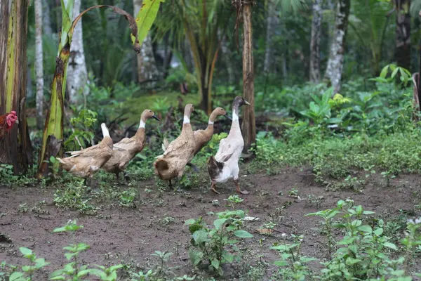 Grupo Patos Procura Comida Quintal Conceito Foto Animal — Fotografia de Stock