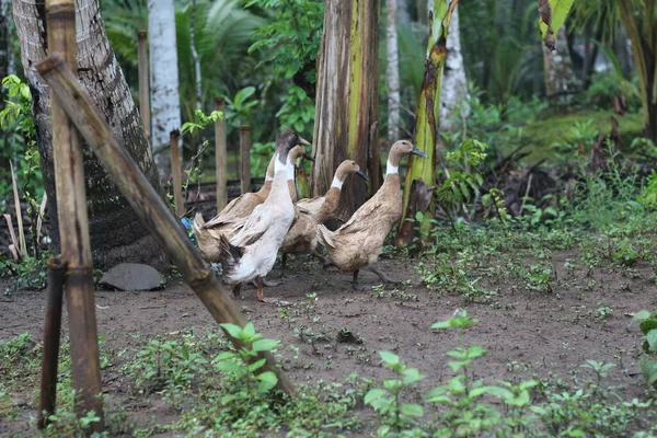 Eine Gruppe Enten Auf Der Suche Nach Futter Hof Tierfotokonzept — Stockfoto