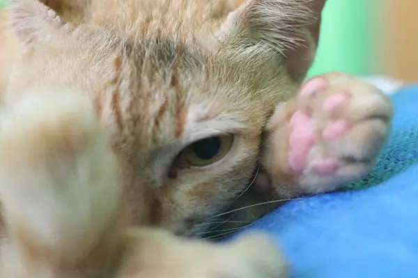 Närbild Stirrande Katt Ansikte Lutande Armen Visar Sin Katt Tass — Stockfoto