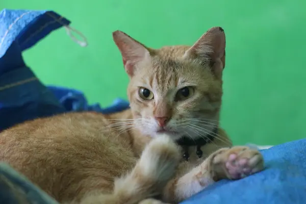 Närbild Stirrande Katt Ansikte Lutande Armen Visar Sin Katt Tass — Stockfoto