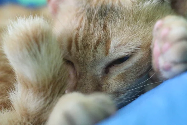 Крупный План Лица Голодающей Кошки Опирающейся Руку Показывающей Кошачью Лапу — стоковое фото