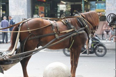 Delman 'ın atı Malioboro Caddesi, Yogyakarta' da yolcu bekliyor..
