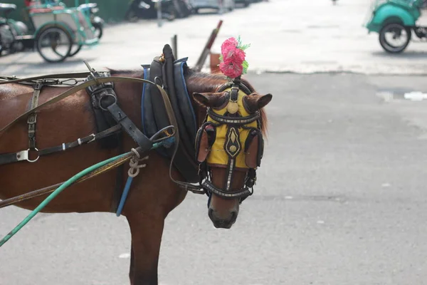 Delmans Häst Väntar Passagerare Malioboro Street Yogyakarta — Stockfoto