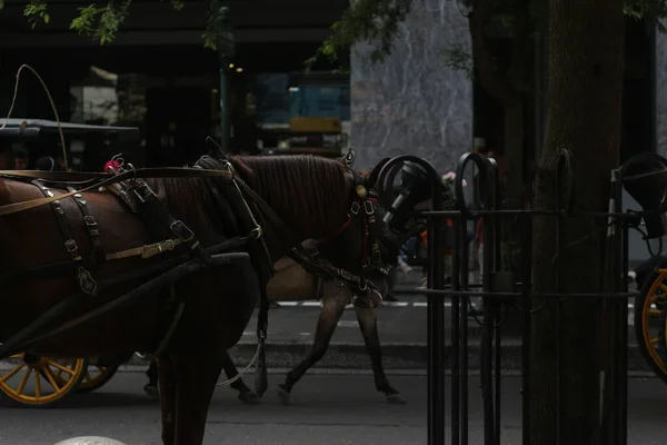 Лошадь Дельмана Ждет Пассажиров Улице Малиоборо Джокьякарта — стоковое фото