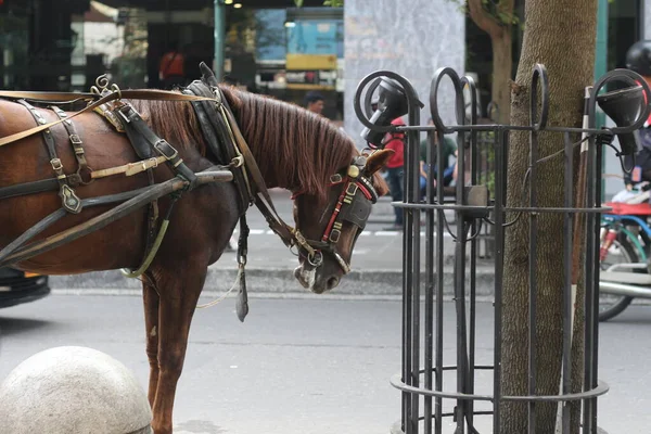Delman的马在日惹Malioboro街等乘客 — 图库照片