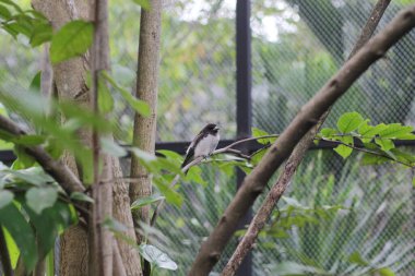 Kutilang 'a ya da Sooty Headed Bulbul' a yakın bir ağaç dalına tünemiş..