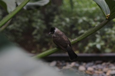 Kutilang 'a ya da Sooty Headed Bulbul' a yakın bir ağaç dalına tünemiş..