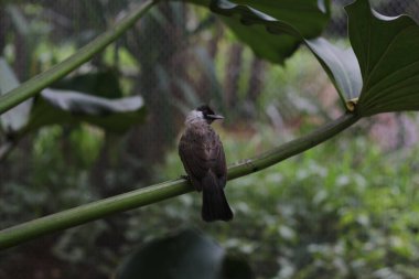 Kutilang 'a ya da Sooty Headed Bulbul' a yakın bir ağaç dalına tünemiş..