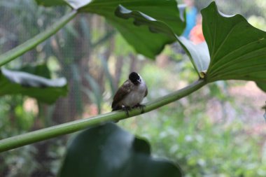 Kutilang 'a ya da Sooty Headed Bulbul' a yakın bir ağaç dalına tünemiş..