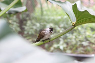 Kutilang 'a ya da Sooty Headed Bulbul' a yakın bir ağaç dalına tünemiş..