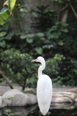 Kuntul Besar ya da Ardea Alba kuşunun bir kayanın üzerinde durduğu yere yakın durun.