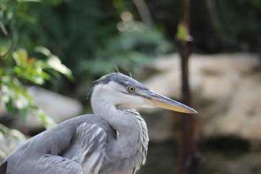 Cangak Abu 'nun ya da Ardea Cinerea kuşunun bir ağaç gövdesinde durduğu yere yakın.