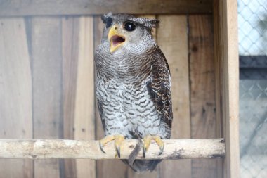 Beluk Jampuk kuşunun ya da bir kütüğün üzerinde duran Bubo Sumatranus 'un yakınına..