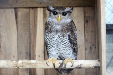 Beluk Jampuk kuşunun ya da bir kütüğün üzerinde duran Bubo Sumatranus 'un yakınına..