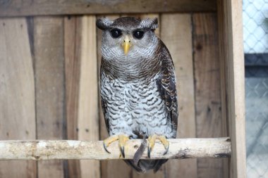 Beluk Jampuk kuşunun ya da bir kütüğün üzerinde duran Bubo Sumatranus 'un yakınına..