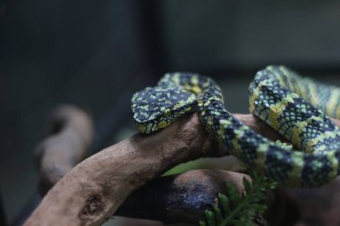 Tropidolaemus Wagleri 'nin bir ağaç gövdesindeki yılanına yaklaş.