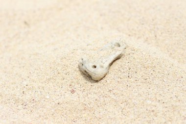 Sahilin ortasındaki deniz mercanı kayaları, doğal doku arka planı..