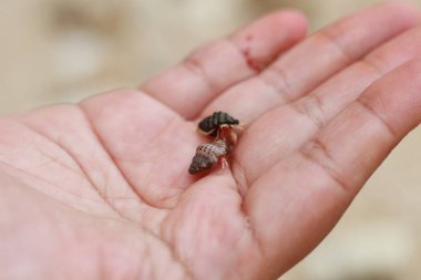 Elin üstünde deniz kabukları var..