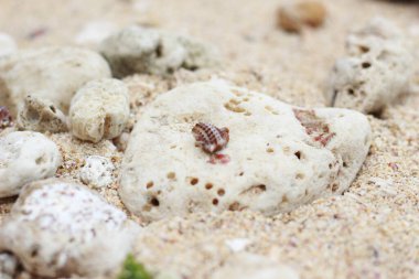 Mercan kayaları ve kumsal kumları üzerinde deniz kabukları. Doğal doku arkaplanı