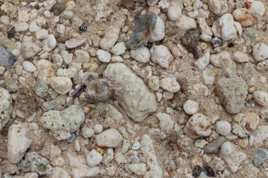 Sahildeki kum, mercan kayaları ve deniz kabuklarının dokusunun fotoğrafı. doğal arkaplan.