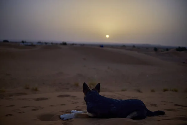 사막의 모래에 — 스톡 사진