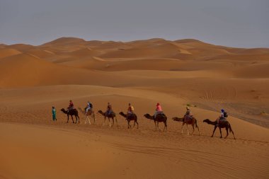 Fas Sahra 'sında Dromedary Karavanı