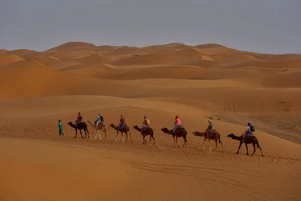 Dromedary Caravan Moroccan Sahara — Stock fotografie