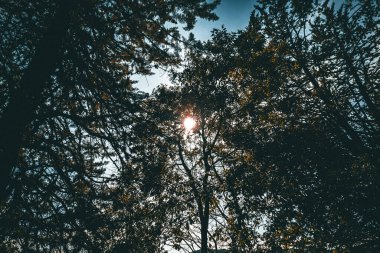 Dalları gökyüzüne doğru uzanan yüksek ağaçların siluetleri.