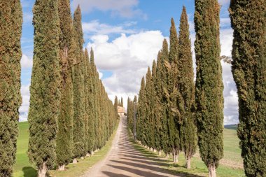 Cypress Trees, Rolling Hills ve Blue Sky ile Toskana manzarası