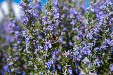 Toskana Peyzajı 'ndaki Leylak Renkli Phacelia' ya Yaklaşan Arının Yakın Çekimi