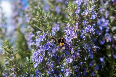 Toskana Peyzajı 'ndaki Leylak Renkli Phacelia' ya Yaklaşan Arının Yakın Çekimi