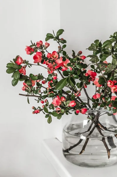 Quince branches in a glass vase with water with blossoming flowers.