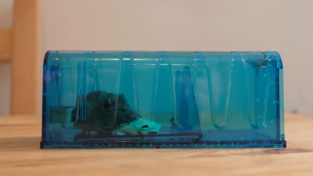 Hidup Mouse Terjebak Dalam Perangkap Tikus Manusiawi Dengan Beberapa Keju — Stok Video