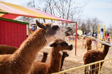 İnsanlar lamaları marullu çubuklarla elle besliyor.